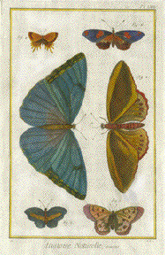 Diderot - Moths