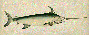 Swordfish, Spada
